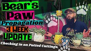 BEAR'S PAW PROPAGATION 3 WEEK UPDATE | Checking For New Roots and First Watering of Potted Cuttings