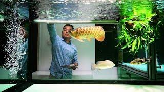 Super Clean Arowana Tank in Freshwater Aquarium | Feeding Golden Arowana