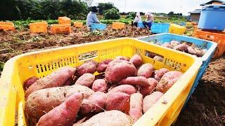 Japan Sweet Potato Cultivation Technology - Sweet Potato Farming and Harvest