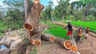 Evacuate trembesi trees that have fallen into the river