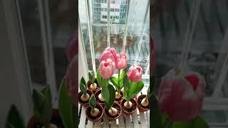 튤립 구근 키우기 - Plants(tulips) Change #shorts