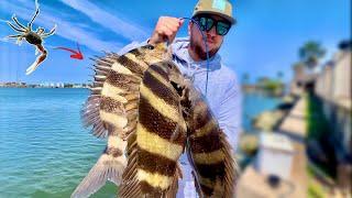 Using LIVE FIDDLER CRABS to catch my dinner! (Sheepshead Fishing Catch & Cook)