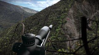 Deer Meat for Dinner Hunting on Public Land/Trail Camera Check!