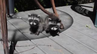 Baby raccoon purrs and cute sounds