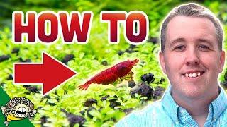 How To Breed Cherry Shrimp