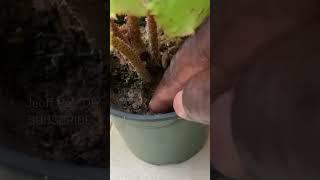 How to Make the Simplest Self Watering  System for Any Plants #shorts #selfwateringsystem