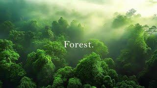 Forest.