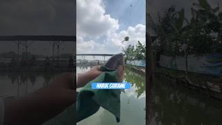 Mancing gurame #fishing #mancing