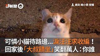 流浪小貓可憐待路邊求收編！回家後「大叔饋坐」笑翻網友：你誰｜動物｜浪浪｜反差