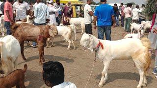 Dewas Bakra mandi 24 October 2024 Live update