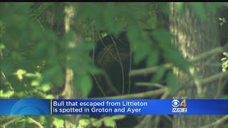 Bull Escapes From Littleton Auction