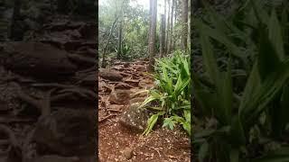 Where to hike in Reunion Island ? (Saint-Denis)