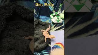 Ящер Цезарь и вечерние игры #ящерица #животные #видео #шортс #динозавр #эублефар
