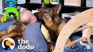 Police Dog Turns Into Giant Mush Around His Baby Sister | The Dodo