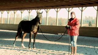 How to Teach a Horse to Lead Safely and Respectfully, Part II