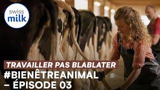 #bienêtreanimal | Travailler, pas blablater 1 | E03 | Swissmilk (2021)