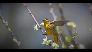 Songbird by Sarah Quartel - Mount Royal Kantorei