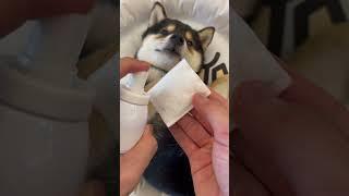 Manyu's Cleaning Time, Immersive Puppy Spa (Wear Headphones)