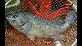 [4K]Black rockfish Fillet, sashimi_Korean Seafood