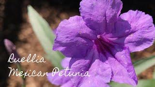 All About Ruellia (Mexican Petunia) / Gardening Tips