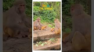 Tamatar  Funny Animals Dubbed Video #funny #monkey #rjstomar