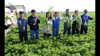 國際台灣胡蘿蔔日開始報名　萬人採集彩色胡蘿蔔盛況再現