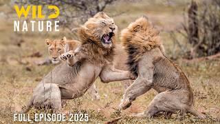 LION KING | The Secrets of the Rulers | Animal documentary