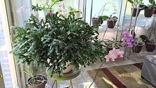 Thanksgiving/Christmas cactus watering and fertilizing. How much darkness is needed for blooms?