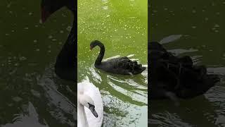  #หงส์ขาว #muteswan #shorts #บ้านสวนฟาร์มbybb #หงส์ #swan #สตูอี๊ #วีน่า #animals #birds