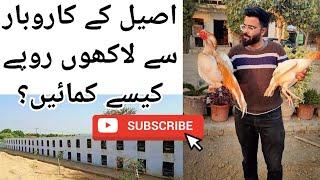 Aseel Murga Farming Business in Pakistan | Fahad Amir Aseel Farm Islamabad