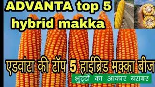 ADVANTA top 5 hybrid maize veriety | एडवांटा की टॉप 5 हाईब्रिड मक्का बीज| Advanta makka