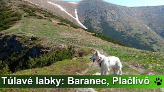 Túlavé labky: Baranec, Plačlivô (Západné Tatry)