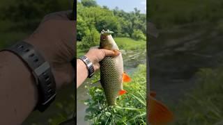 Где голавль, а вот он голавль #рыбалка #carpfishing
