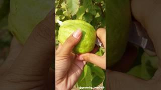 Fruits farming 🫐 #organic #fruitfarming #satisfying #fruitgarden @gardening_lover7469