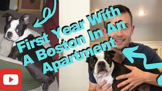 11 Things To Expect When Living In An Apartment With A Boston Terrier Puppy!