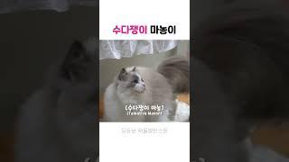 비눗방울이 너무 좋아 냥냥거리는 고양이