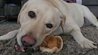 Cutest Dog Got A Bone | Cute Labrador Dog Video