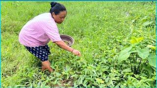 Picking Karmi Greens My Mom || Cooking & Eating With Rice