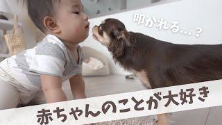 【再会】赤ちゃんに何をされても怒らないチワワ犬に感動した..//