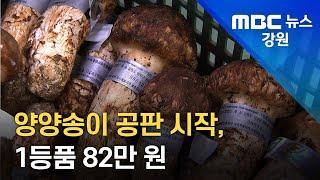 [뉴스리포트]양양송이 공판 시작 1등품 82만 원 220907