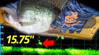 LIVESCOPE PRESPAWN CRAPPIE FISHING!!