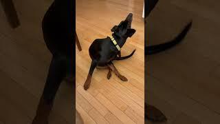 Puppy learned there’s no more food #puppy #germanpinscher