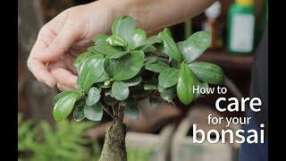 Bonsai Basics: How to care for your bonsai