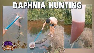 Daphnia Hunting