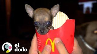 El cachorro más pequeño adora andar sobre sus ruedas | El Dodo