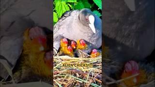 Why Do These Chicks Eat Mom's Feathers? Bizarre Coot Parenting Revealed! #EurasianCoot #BabyBirds