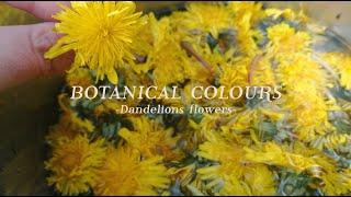 DANDELIONS | How to NATURAL DYE with dandelions | Easy way  at HOME | Botanical colours | Casacaribe