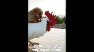 Chicken is carrying baby dog on it's back, so cute #shorts AnimalTube - World of animals