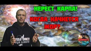 Когда НЕРЕСТ КАРПА? Не пропустите ЖОР!