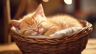 CAT MUSIC - Soothing Sounds for Deep Relaxation and Sleep - Music for Anxious Cats